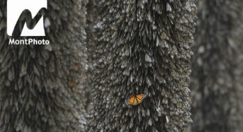 MontPhotoInternational Nature Photography Contest, 2018