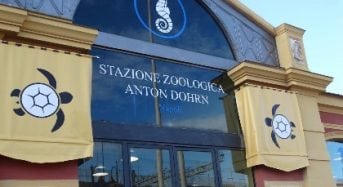 Anton Dohrn International Zoological Station PhD Fellowship Program in Italy, 2018-2019